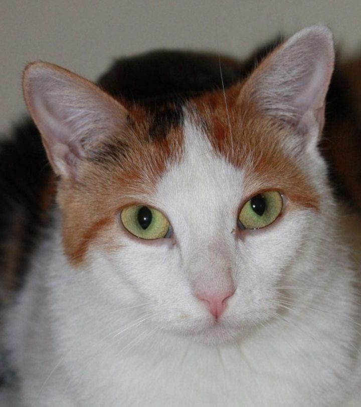 Alice, an adopted Torbie in Ottawa, ON_image-2
