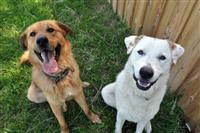 Saba, an adoptable Great Pyrenees, Labrador Retriever in Fairfax, VA, 22030 | Photo Image 1