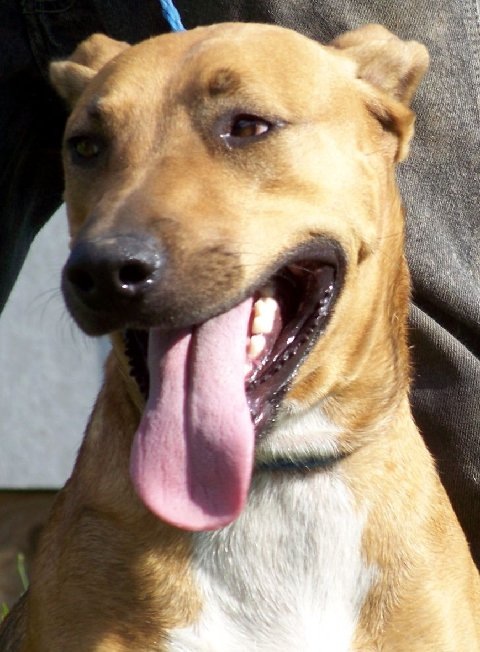 Seraphina, an adopted German Shepherd Dog & American Staffordshire Terrier Mix in Houston, TX_image-1