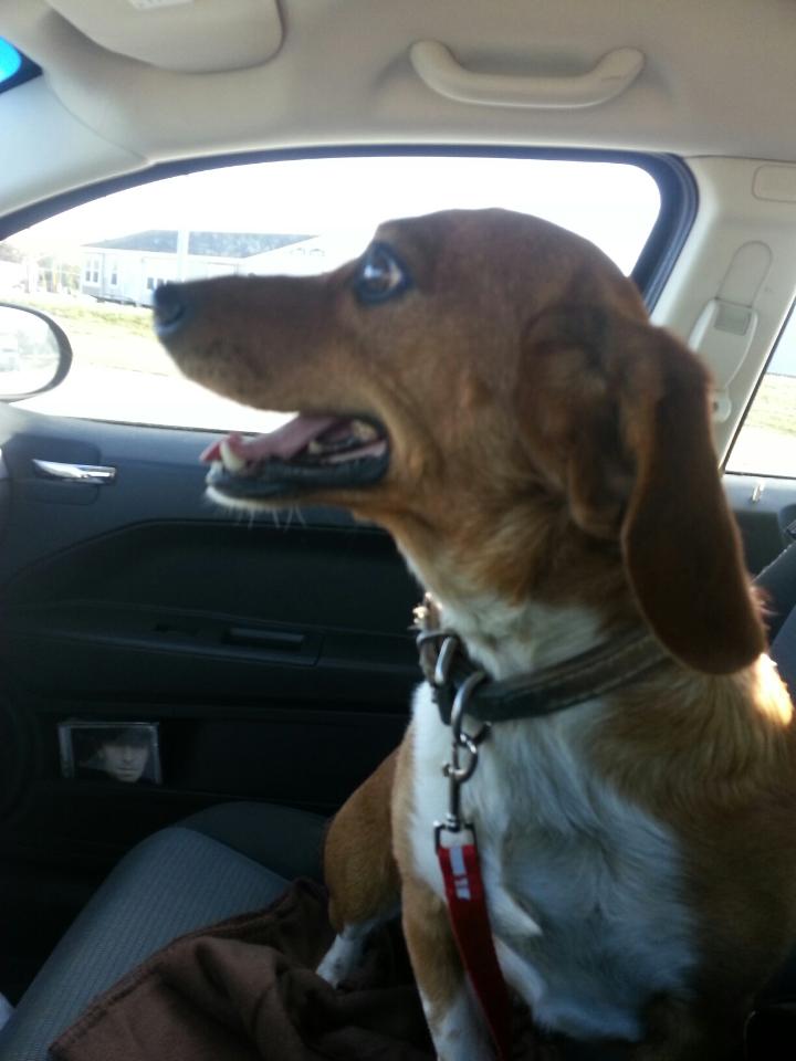 Oscar - Most PERFECT dog you will ever meet!!!, an adopted Dachshund & Basset Hound Mix in Joliet, IL_image-2