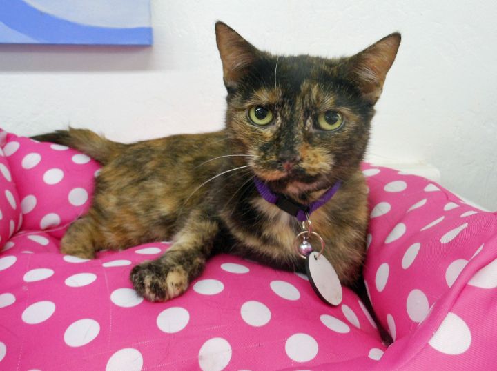 Isis, an adopted Tortoiseshell in Youngtown, AZ_image-1