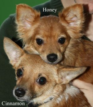 NJ - Honey & Cinnamon