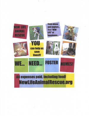 FOSTER HOMES NEEDED!! All expenses paid!