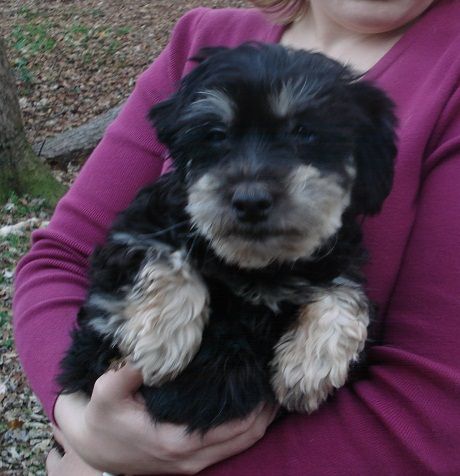 Darcy, an adopted Havanese in Saint Louis, MO_image-2