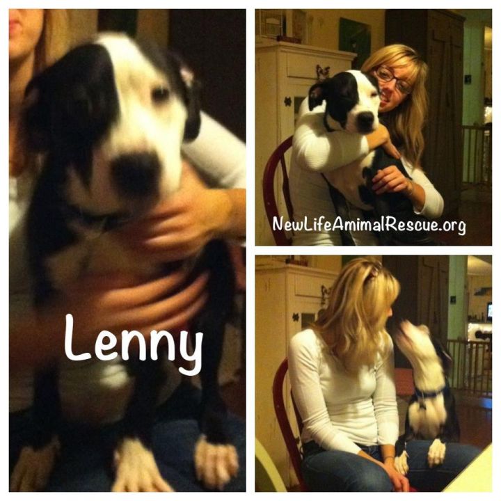 Lenny: Dog-Friendly, Happiest Pup on Earth!! 3