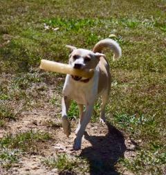Lily, an adoptable Feist Mix in Matthews, NC_image-1