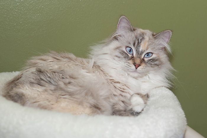 Cat For Adoption Cassie A Domestic Long Hair Siamese Mix In