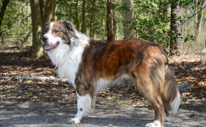 Mozart  Great at Fetch, Handsome and Smart, an adopted Saint Bernard & Australian Shepherd Mix in Williamstown, NJ_image-2