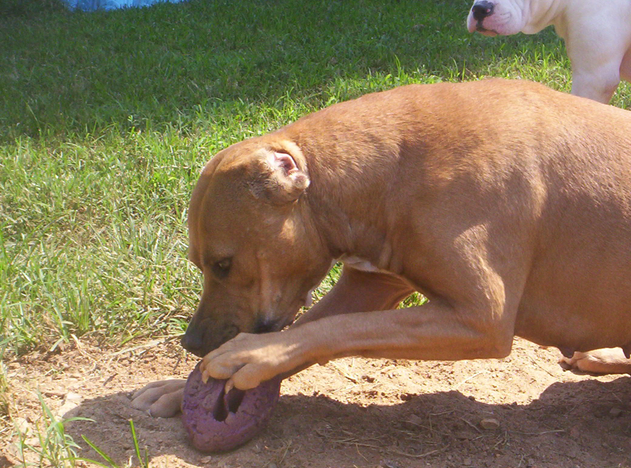 Gwen, some male dogs ok. NO cats (senior), an adoptable American Staffordshire Terrier in Beaverdam, VA, 23015 | Photo Image 1