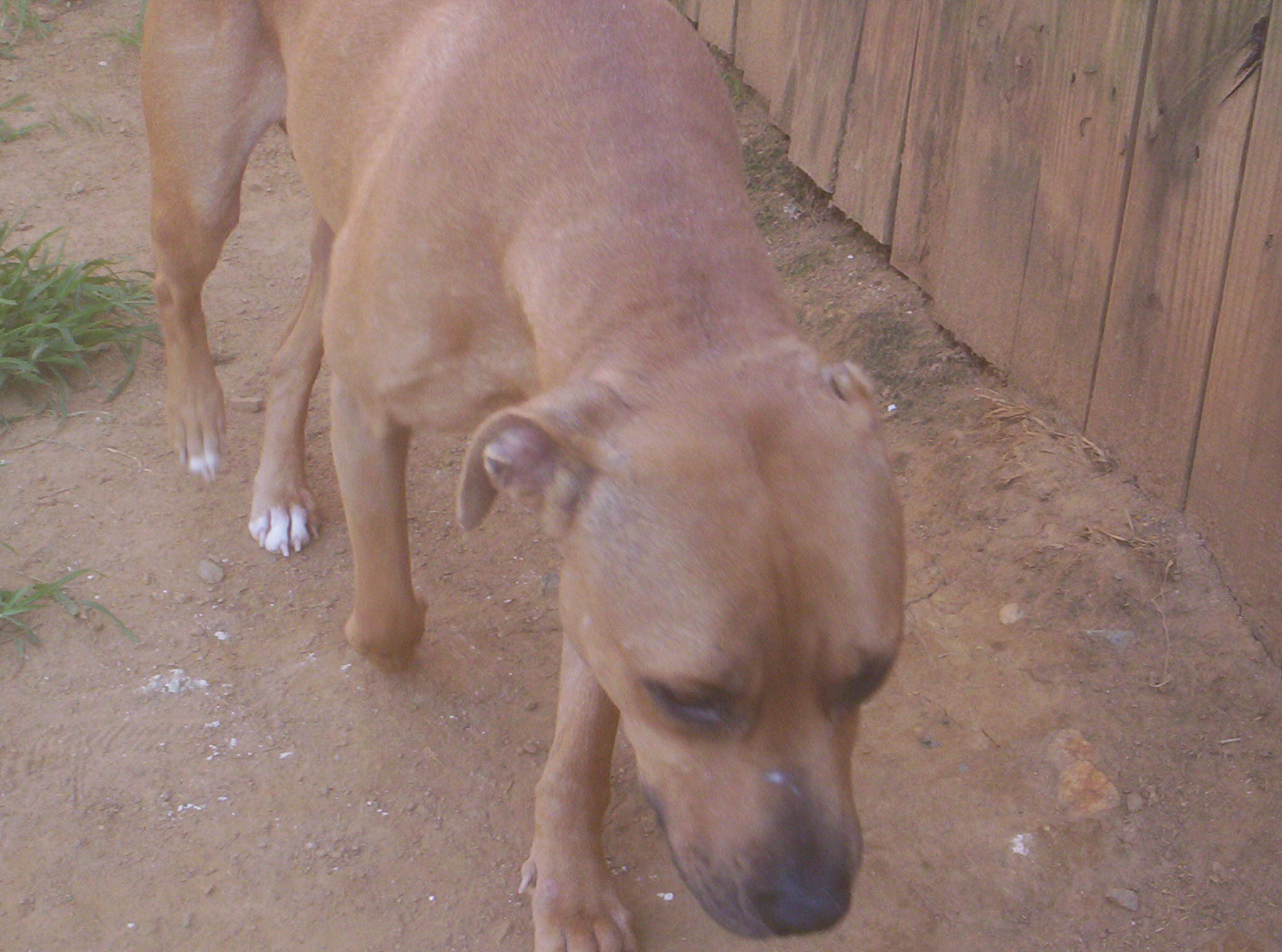 Gwen, some male dogs ok. NO cats (senior), an adoptable American Staffordshire Terrier in Beaverdam, VA, 23015 | Photo Image 3