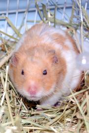 hamster adoption