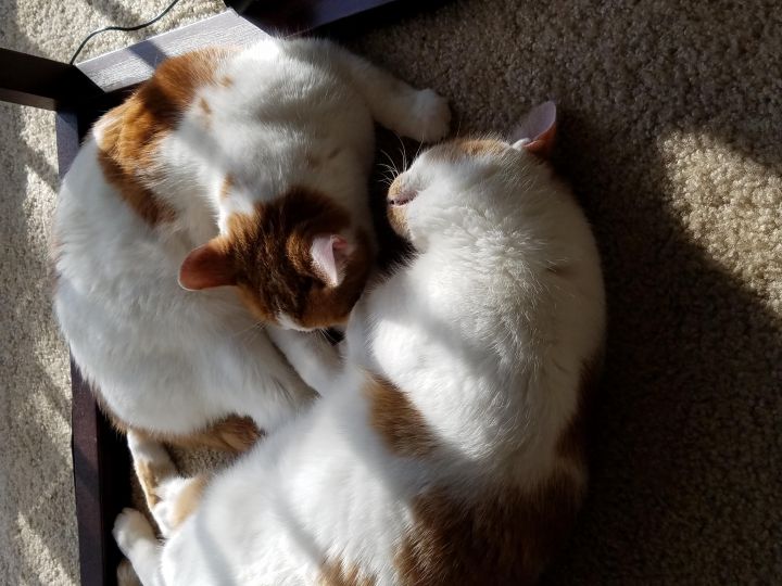 Roscoe and Angel (4 paw declawed) 2
