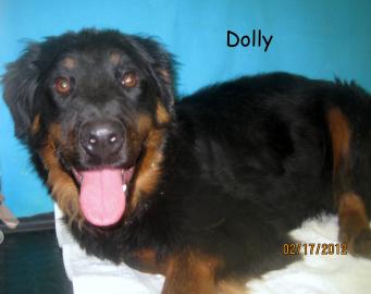 Dolly 2