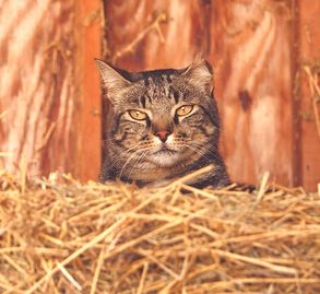 Barn Cats - Got Mice? 2