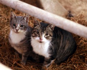 Barn Cats - Got Mice?