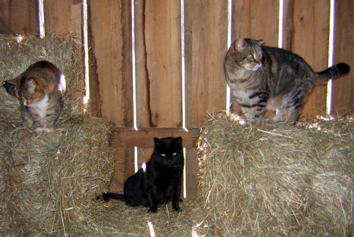 Cats black & white and ginger cat sitting on straw bales