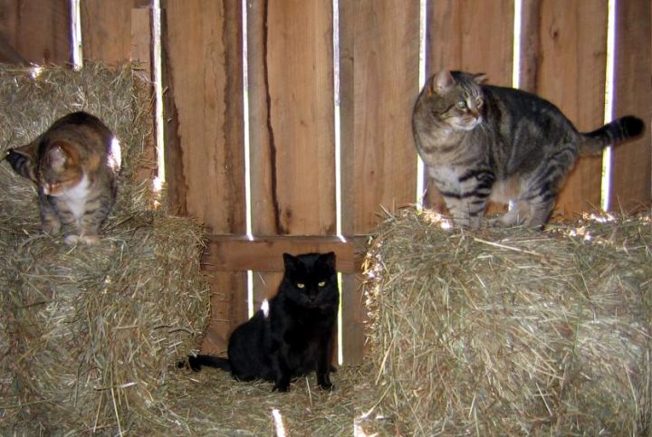 Barn Cats - Got Mice? 3
