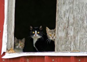 Barn Cats - Got Mice?