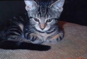 Shortcake, Senior Female unknown