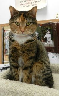 Maybelle, an adopted Calico & Tabby Mix in Alexandria, VA_image-3