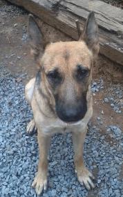 Maya, an adoptable German Shepherd Dog in Pineville, NC_image-2