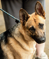 Maya, an adoptable German Shepherd Dog in Pineville, NC, 28134 | Photo Image 1
