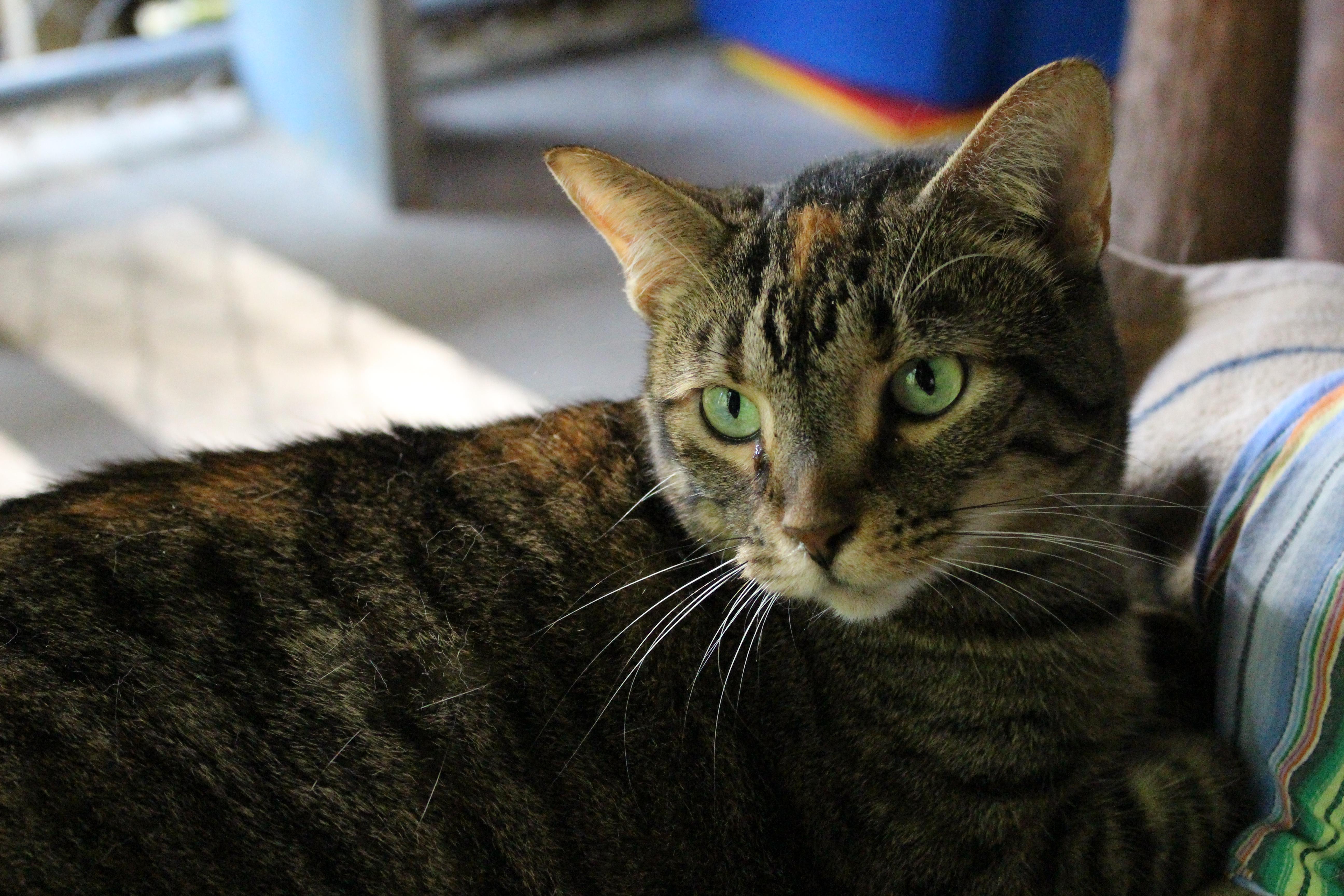 Skelly, an adoptable Domestic Short Hair in Ashland, OH, 44805 | Photo Image 2