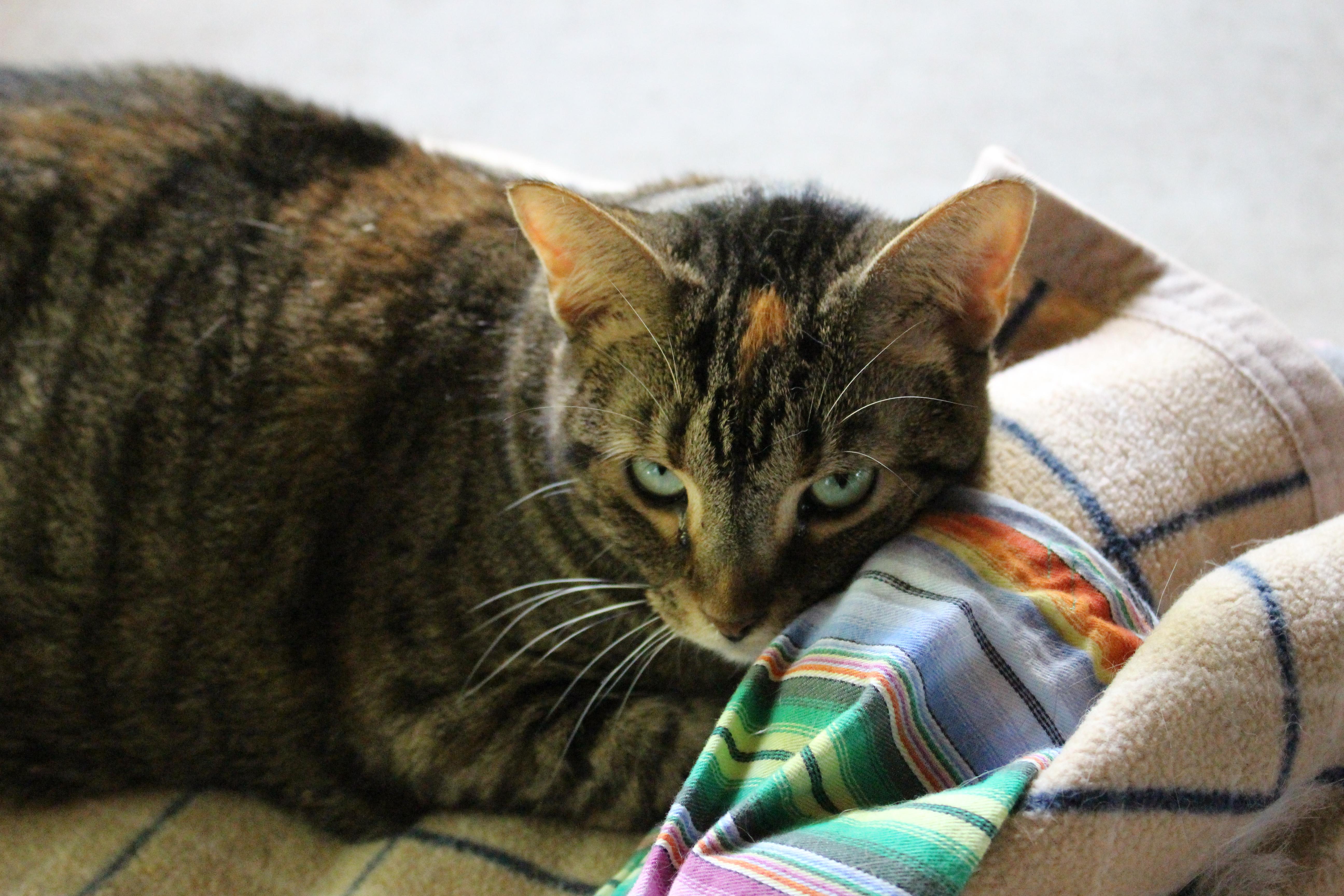 Skelly, an adoptable Domestic Short Hair in Ashland, OH, 44805 | Photo Image 3