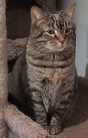 Skelly, an adoptable Domestic Short Hair in Ashland, OH, 44805 | Photo Image 1