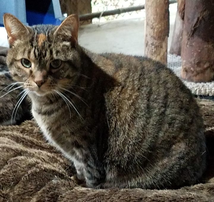 Skelly, an adoptable Domestic Short Hair in Ashland, OH, 44805 | Photo Image 4