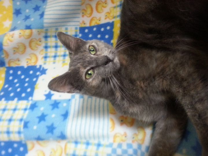 Claire, an adoptable Domestic Short Hair in St. Marys, OH_image-1