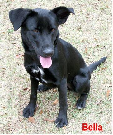 Bella, an adopted Labrador Retriever & German Shepherd Dog Mix in Ozark, AL_image-1