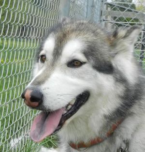 Sakari-Adopted