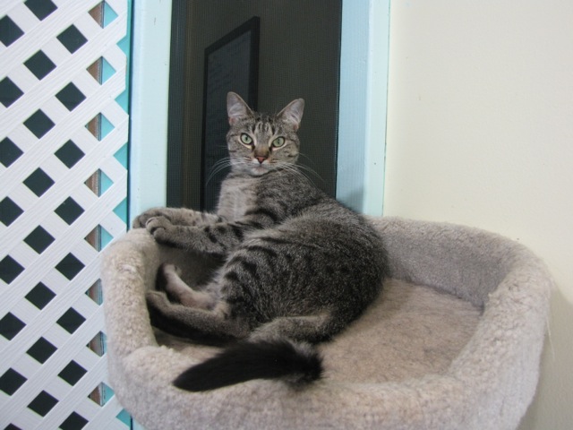 Sweetpea, an adoptable Tabby in Maryville, TN, 37802 | Photo Image 2