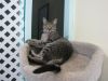 Sweetpea photo 2