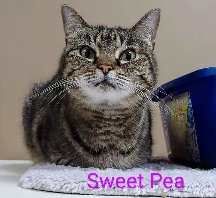 Sweetpea, an adoptable Tabby in Maryville, TN, 37802 | Photo Image 5