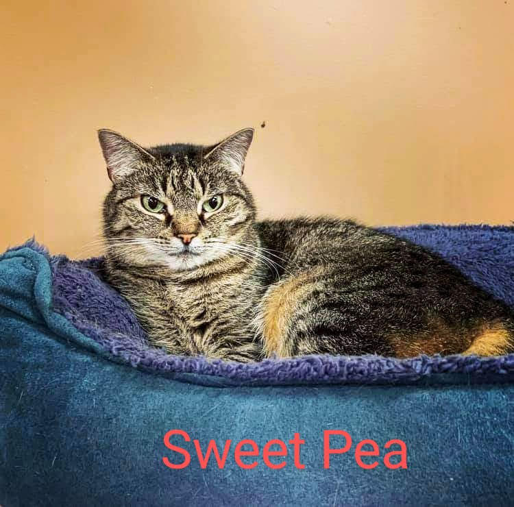 Cat for adoption - Sweetpea, a Tabby in Maryville, TN ...