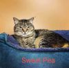 Sweetpea photo 1