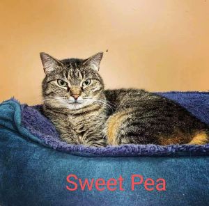 Sweetpea Tabby Cat