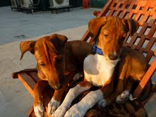 Fosters/Volunteers needed, an adoptable Hound, Terrier in Monroe Twp, NJ, 08831 | Photo Image 1