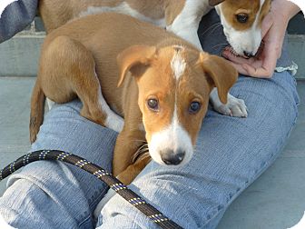 Fosters/Volunteers needed, an adoptable Hound & Terrier Mix in Monroe Twp, NJ_image-2