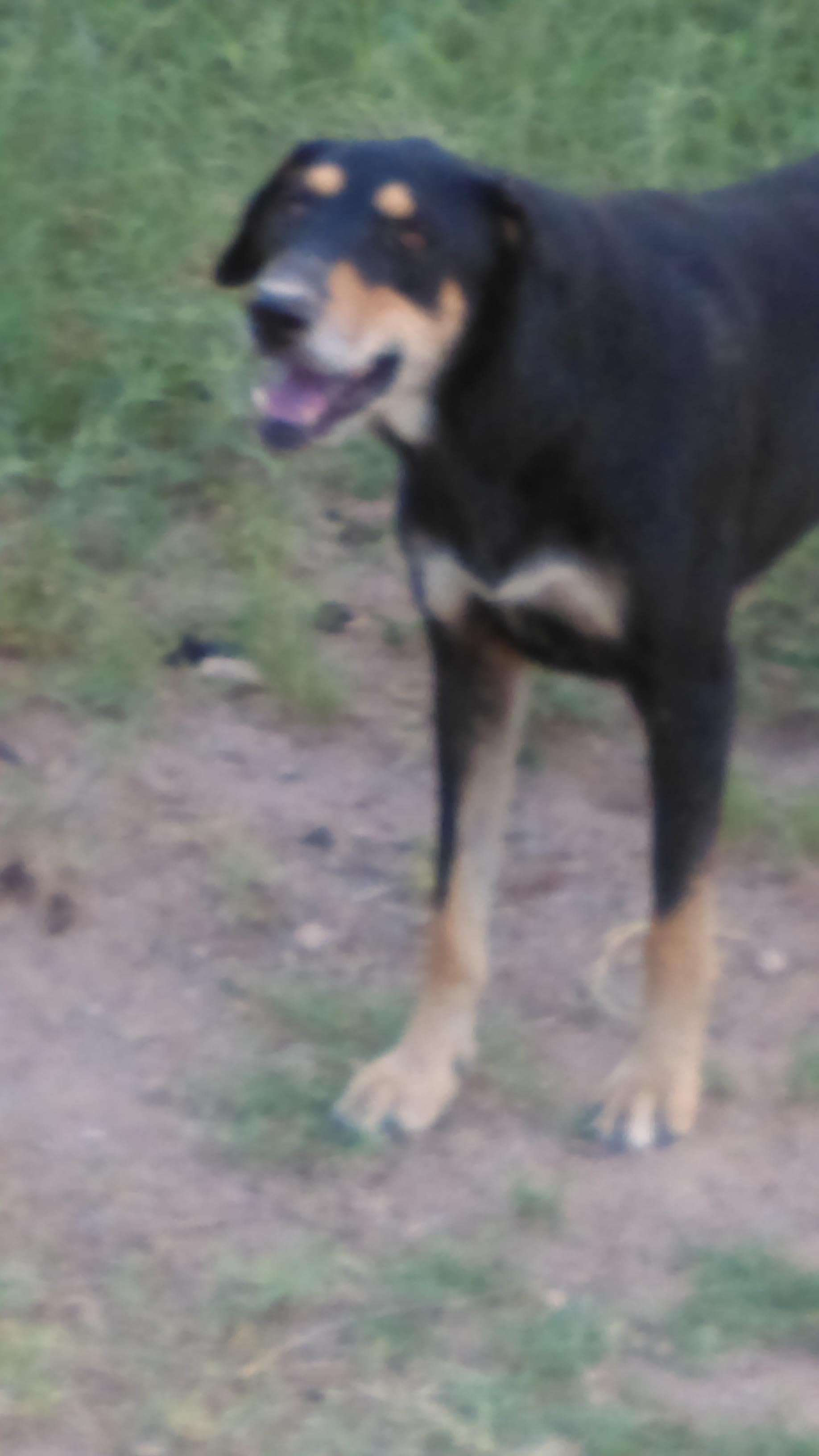 Dog For Adoption Susie A German Shepherd Dog Bloodhound Mix In Tonopah Az Petfinder