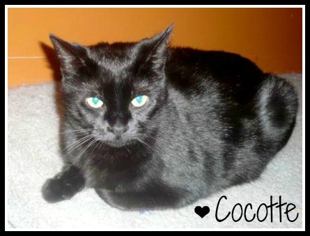 176078 - Cocotte - Foster
