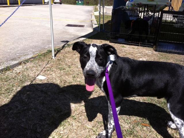 Boss, an adoptable Australian Cattle Dog / Blue Heeler, Cattle Dog in Baton Rouge, LA, 70814 | Photo Image 1