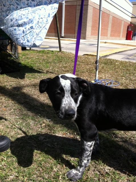 Boss, an adoptable Australian Cattle Dog / Blue Heeler, Cattle Dog in Baton Rouge, LA, 70814 | Photo Image 3