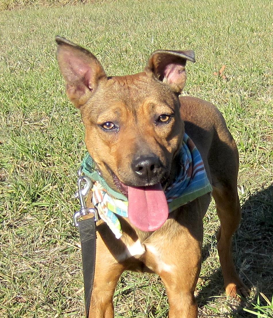 Leah, an adoptable Feist in Palmyra, VA, 22963 | Photo Image 1