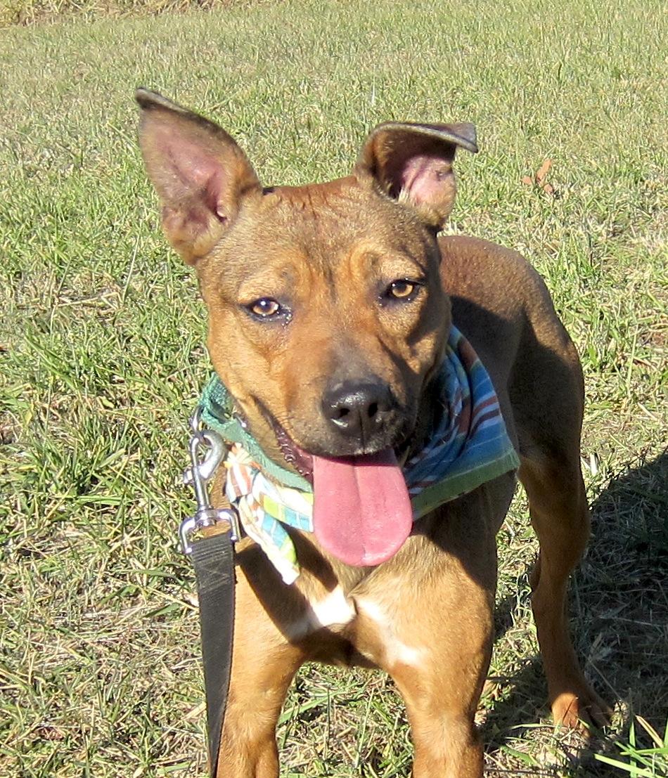 Leah, an adoptable Carolina Dog in Palmyra, VA, 22963 | Photo Image 1