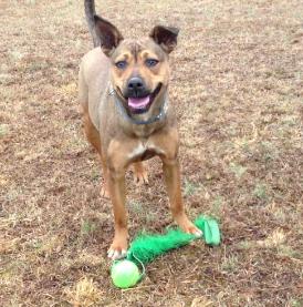 Leah, an adoptable Carolina Dog in Palmyra, VA, 22963 | Photo Image 2