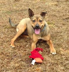 Leah, an adoptable Carolina Dog in Palmyra, VA, 22963 | Photo Image 3