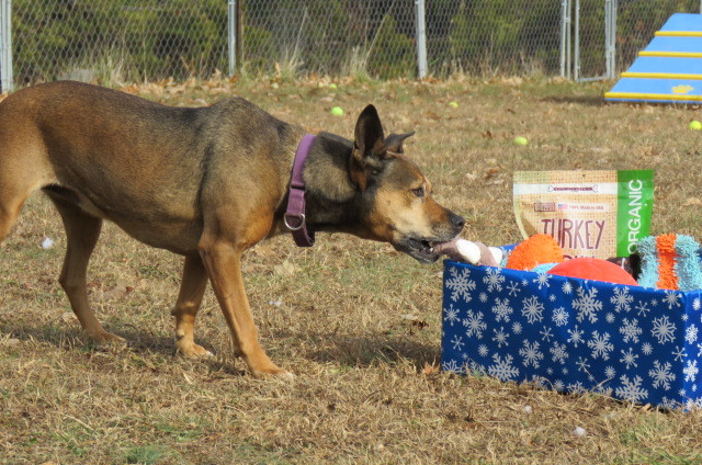 Leah, an adoptable Carolina Dog in Palmyra, VA, 22963 | Photo Image 4